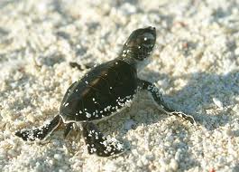 sea turtles hatching sea turtles hatching