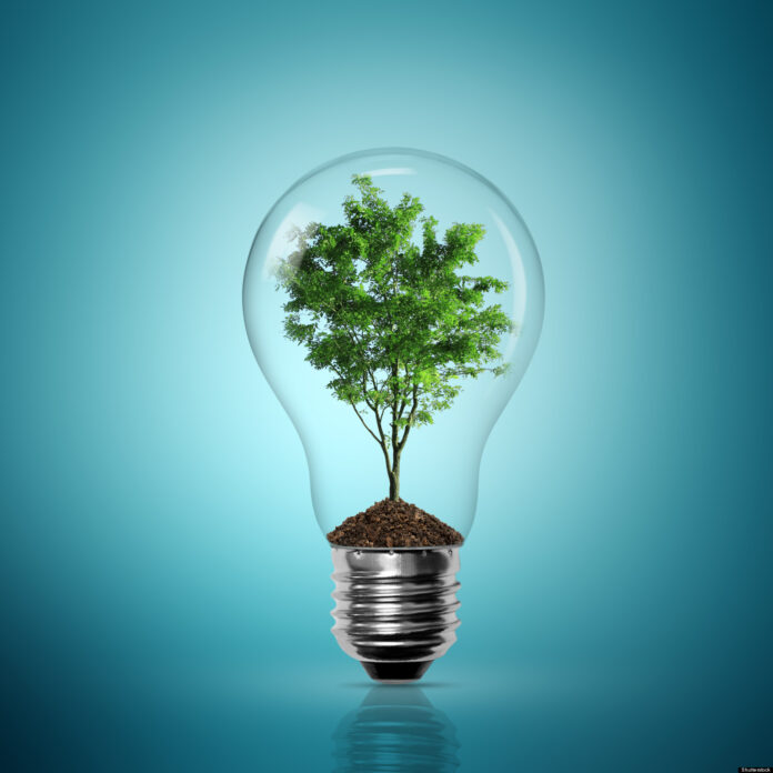 A lightbulb with a tiny tree inside it